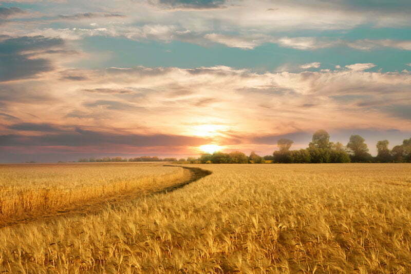 rüyada buğday tarlası görmek
