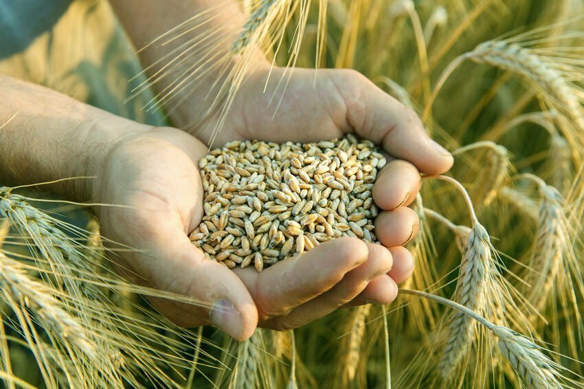rüyada buğday toplamak